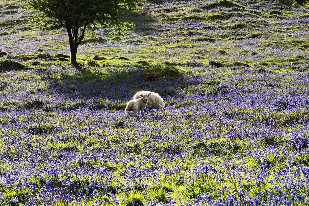 Sheep and Glenariff Bluebells, County Antrim